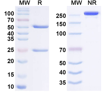 Human LGALS3 Monoclonal Antibody