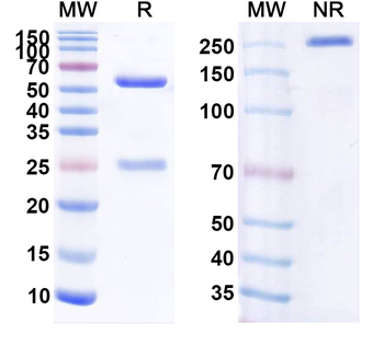 Human CALB1 Monoclonal Antibody