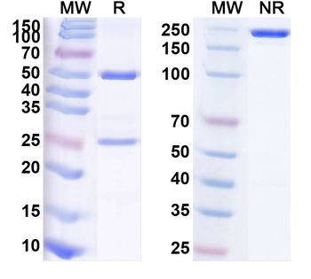 Human CHGA Monoclonal Antibody