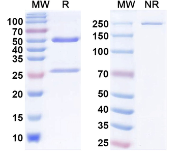 Human CD25/IL2RA Monoclonal Antibody