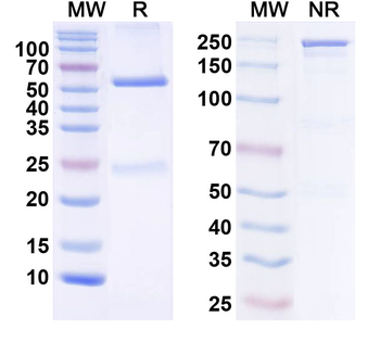 Human CD80/B7-1 Monoclonal Antibody