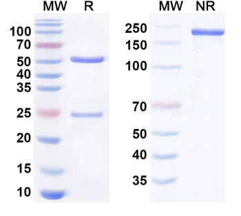 Human CD80/B7-1 Monoclonal Antibody