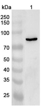MX2 Polyclonal Antibody