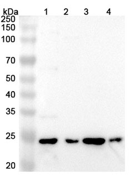 Chicken IL10 Polyclonal Antibody