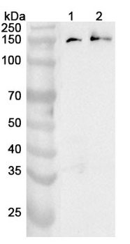 DHX9 Polyclonal Antibody
