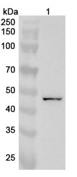 GALK2 Polyclonal Antibody