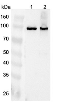 GNL2 Polyclonal Antibody