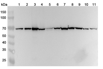 ATIC Polyclonal Antibody