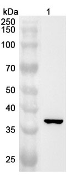 Human NMI Polyclonal Antibody