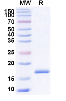 Castor bean Ricin Nanobody Antibody
