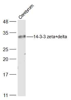 14-3-3 zeta+delta Rabbit Polyclonal Antibody