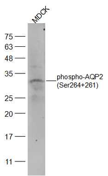 Phospho-AQP2 (Ser264+261) Rabbit Polyclonal Antibody