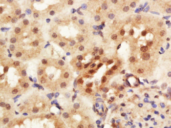 RNF7 Rabbit Polyclonal Antibody