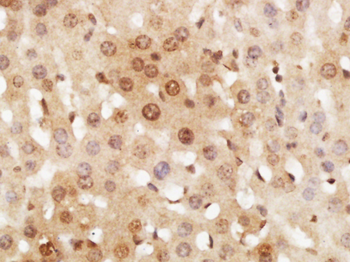 RNF7 Rabbit Polyclonal Antibody