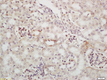 Nucleolar protein 3 Rabbit Polyclonal Antibody