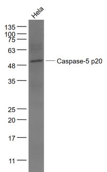 Caspase-5 p20 Rabbit Polyclonal Antibody
