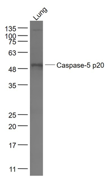 Caspase-5 p20 Rabbit Polyclonal Antibody