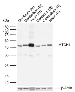 MTCH1 Rabbit Polyclonal Antibody
