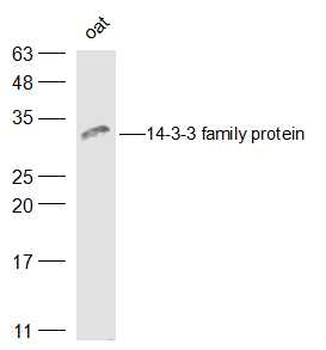14-3-3 family protein Rabbit Polyclonal Antibody