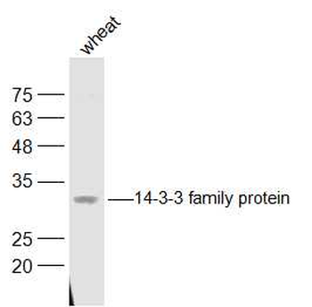 14-3-3 family protein Rabbit Polyclonal Antibody