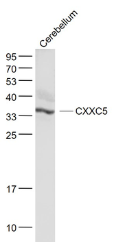 CXXC5 Rabbit Polyclonal Antibody