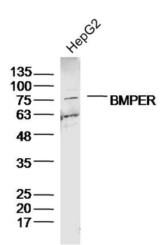 BMPER Rabbit Polyclonal Antibody