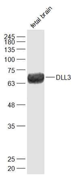 DLL3 Rabbit Polyclonal Antibody