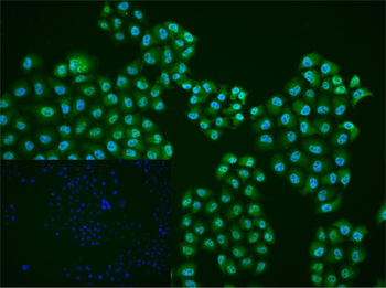 DUSP26 Rabbit Polyclonal Antibody