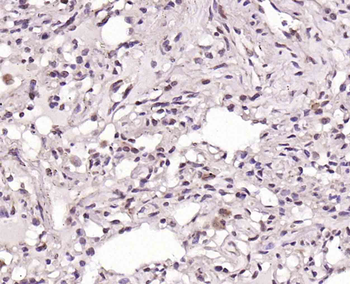 DUSP26 Rabbit Polyclonal Antibody