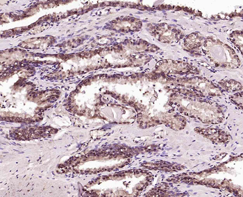 DUSP26 Rabbit Polyclonal Antibody