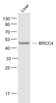 BABAM2 Rabbit Polyclonal Antibody