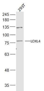 LOXL4 Rabbit Polyclonal Antibody
