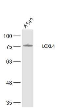 LOXL4 Rabbit Polyclonal Antibody
