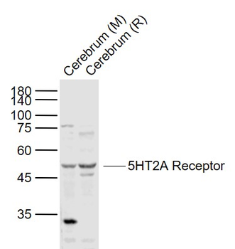 5HT2A Receptor Rabbit Polyclonal Antibody