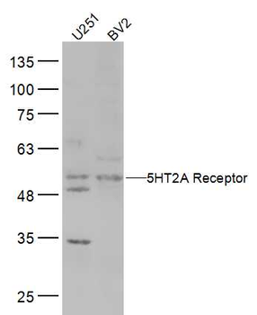 5HT2A Receptor Rabbit Polyclonal Antibody