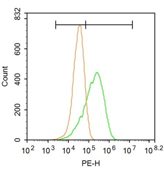 ADORA2B Rabbit Polyclonal Antibody