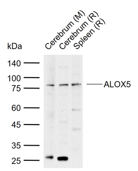 ALOX5 Rabbit Polyclonal Antibody