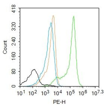 Frizzled 5 Rabbit Polyclonal Antibody