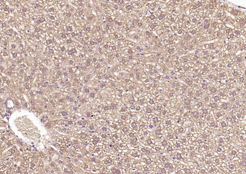 Frizzled 5 Rabbit Polyclonal Antibody