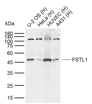 FSTL1 Rabbit Polyclonal Antibody