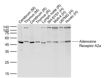 Adenosine Receptor A2a Rabbit Polyclonal Antibody