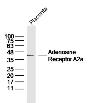 Adenosine Receptor A2a Rabbit Polyclonal Antibody