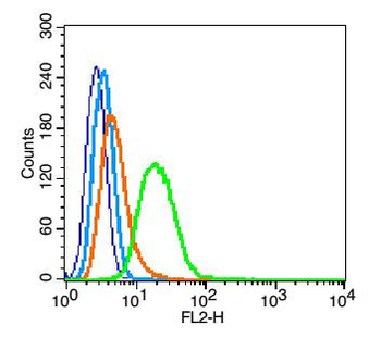 Phospho-ROCK1 (Thr455+Ser456) Rabbit Polyclonal Antibody