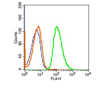 CKAP4 Rabbit Polyclonal Antibody