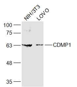CDMP1 Rabbit Polyclonal Antibody