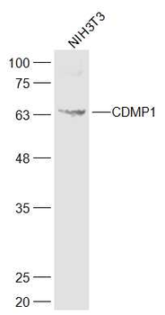 CDMP1 Rabbit Polyclonal Antibody
