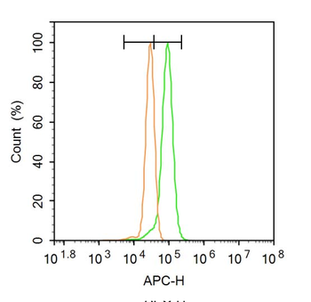 Vinculin Rabbit Polyclonal Antibody