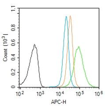 SDHB Rabbit Polyclonal Antibody