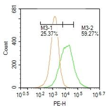 Transglutaminase-1 Rabbit Polyclonal Antibody