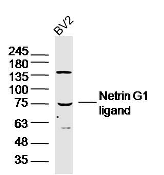 Netrin G1 ligand Rabbit Polyclonal Antibody
